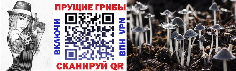 Псилоцибиновые грибы ЛСД  Купить где  Тбилисская 